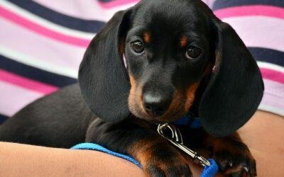 The Power of Relaxing Music for Dogs